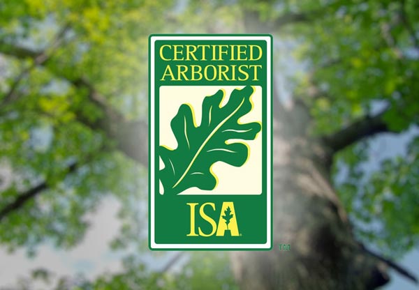 Why You Should Hire a Certified Arborist