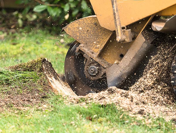 Stump Grinding Service