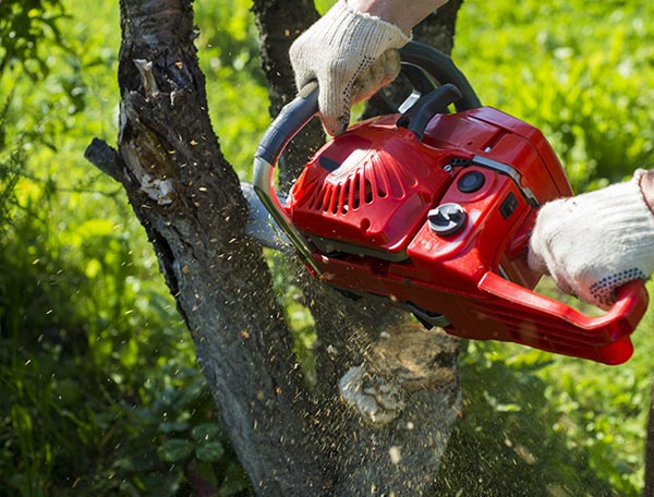 Tree Trimming Service